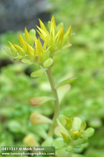 Oregon Stonecrop blossoms & foliage