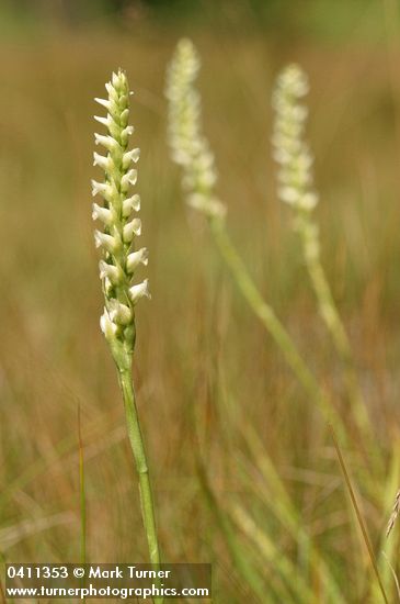Hooded Ladies Tresses