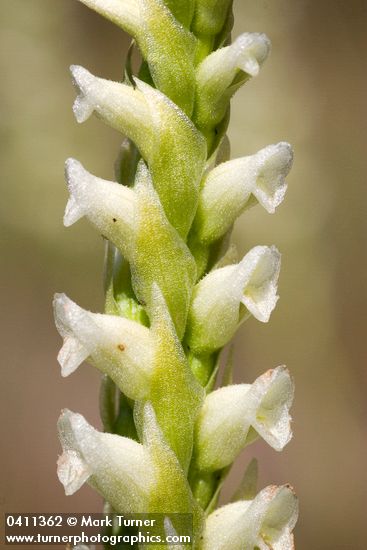 Hooded Ladies Tresses blossoms detail