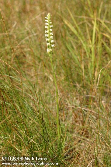 Hooded Ladies Tresses in grassy meadow