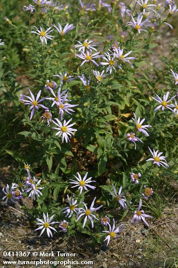 Cascade Asters