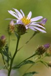 Cascade Aster blossom detail