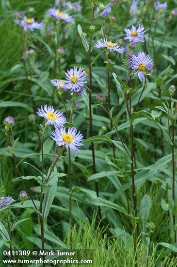 Parry's Asters
