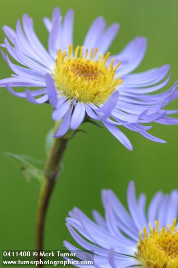 Parry's Aster blossom extreme detail