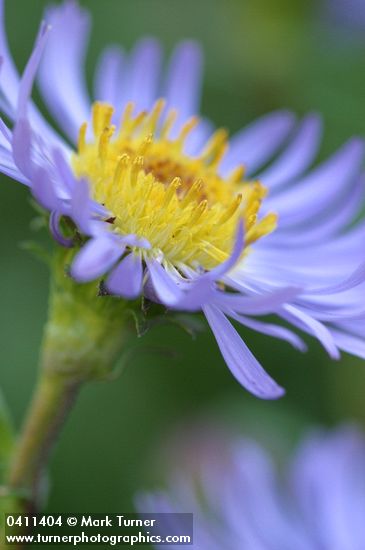 Parry's Aster blossom extreme detail