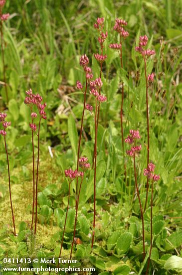 Leatherleaf Saxifrage (in fruit)