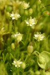 Alpine Pearlwort