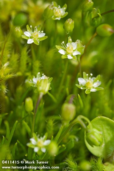 Alpine Pearlwort