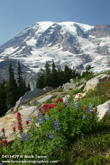 Mt. Rainier fr Paradise w/ Lupines & Paintbrush
