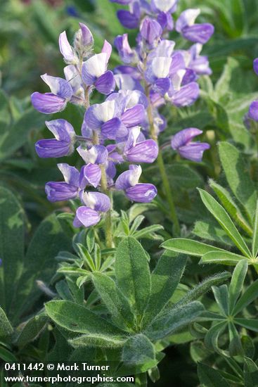 Subalpine Lupine blossoms & foliage detail