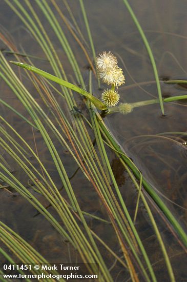 Small Bur-reed blossoms & floating foliage