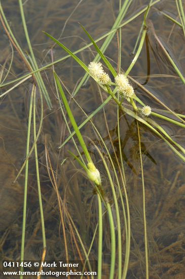 Small Bur-reed blossoms & floating foliage