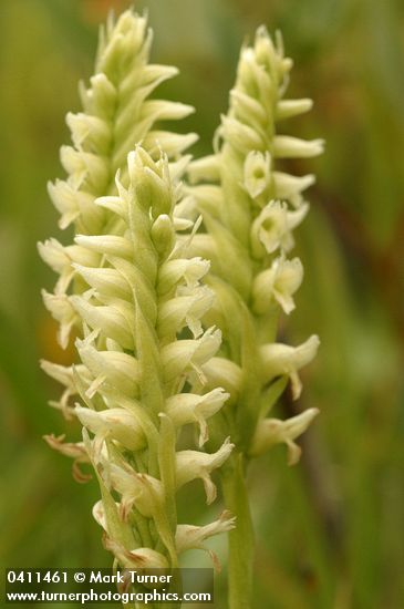 Hooded Ladies Tresses blossoms detail