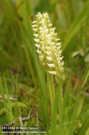Hooded Ladies Tresses