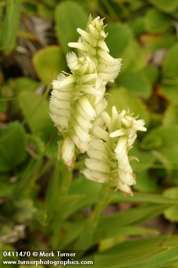 Hooded Ladies Tresses blossoms top view