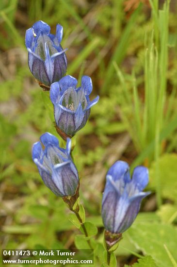 Explorer's Gentian blossoms