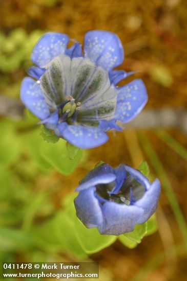Explorer's Gentian blossom & bud detail