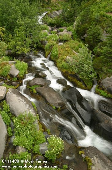 Yellow Fireweed by waterfall on Paradise R.