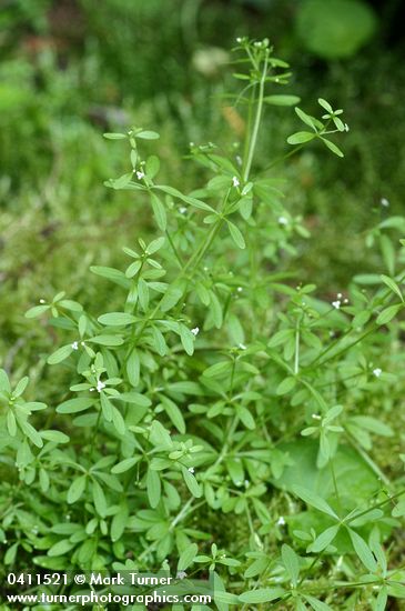 Small Bedstraw