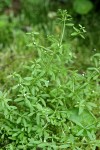 Small Bedstraw