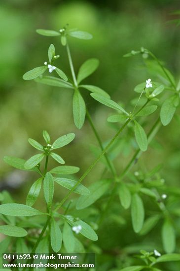 Small Bedstraw blossoms & foliage detail