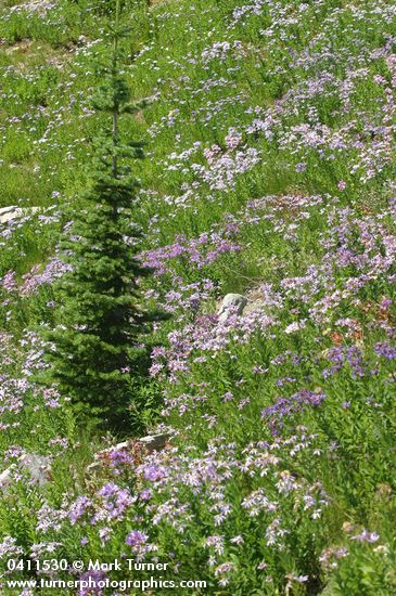 Cascade Asters in meadow w/ Subalpine Fir