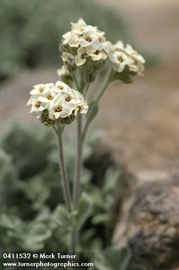 Small-fruit Smelowskia blossoms & foliage detail