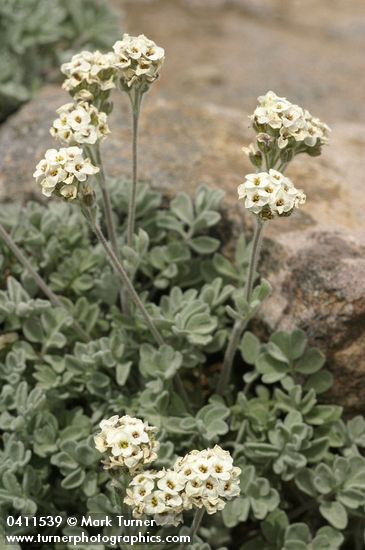 Small-fruit Smelowskia
