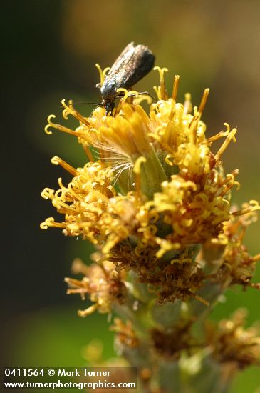 Tongue-leaved Luina blossoms detail w/ beetle