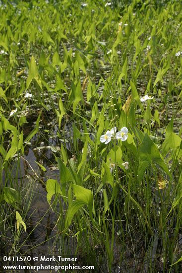 Broad-leaf Arrowhead in marsh