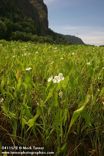 Broad-leaf Arrowhead in marsh, wide view