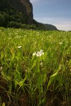 Broad-leaf Arrowhead in marsh, wide view