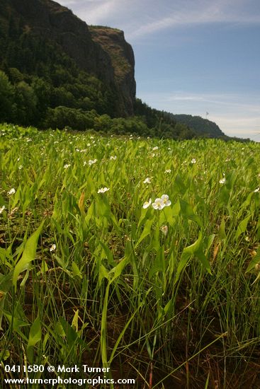 Broad-leaf Arrowhead in marsh, wide view