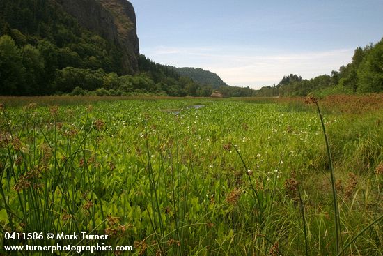 Broad-leaf Arrowhead & rushes in marsh, wide view