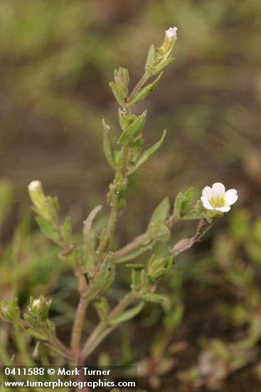 Common Hedge-hyssop