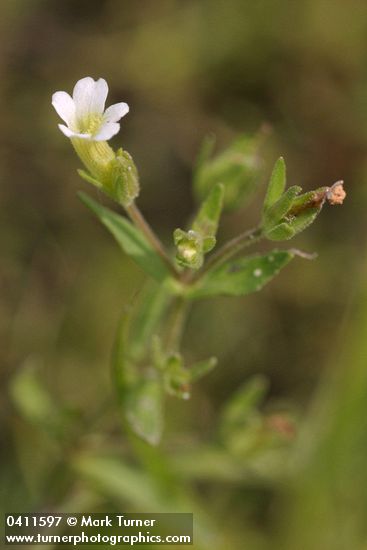 Common Hedge-hyssop blossom & foliage detail