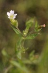 Common Hedge-hyssop blossom & foliage detail