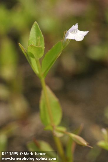Commmon False Pimpernel