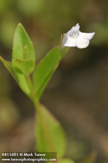 Commmon False Pimpernel blossom & foliage detail