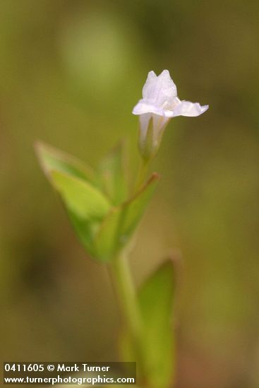 Commmon False Pimpernel blossom & foliage detail