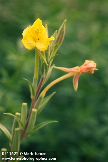 Common Evening Primrose blossom