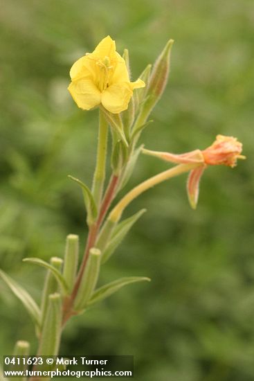 Common Evening Primrose blossom