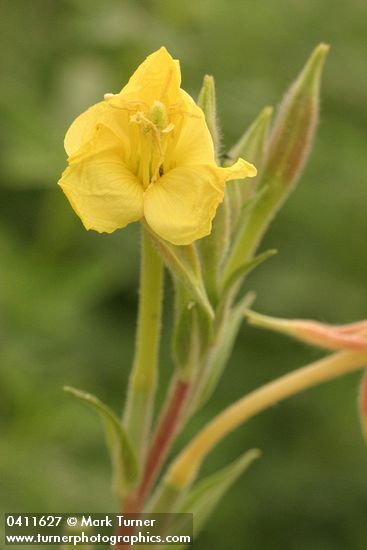 Common Evening Primrose blossom
