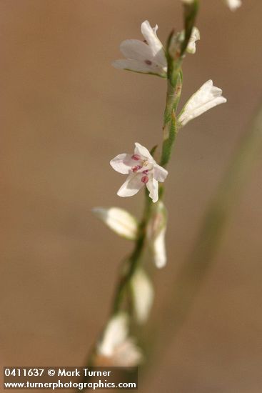 Wiry Knotweed blossom