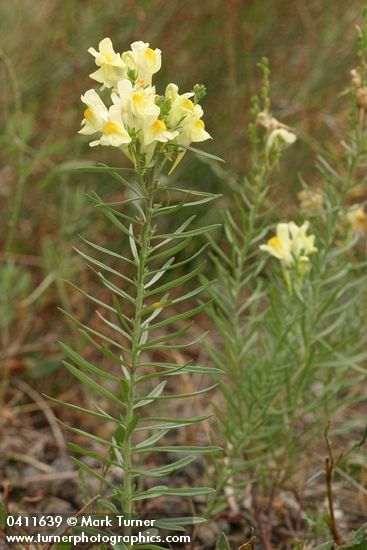 Common Toadflax