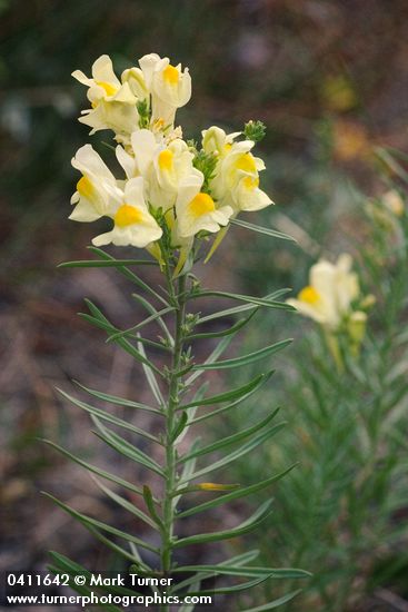 Common Toadflax