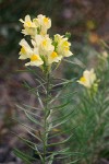 Common Toadflax