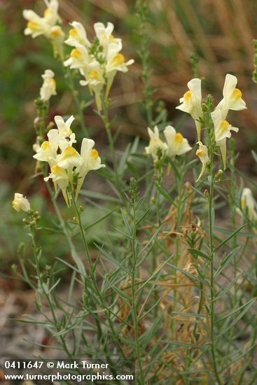 Common Toadflax