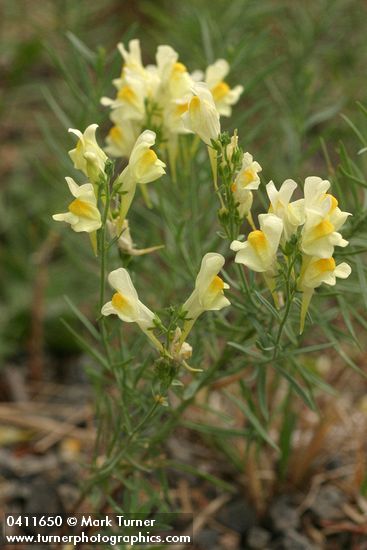 Common Toadflax