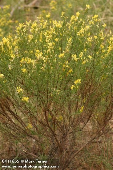 Rabbitbush Goldenweed